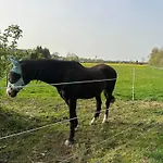 Lindenberg Nyaraló